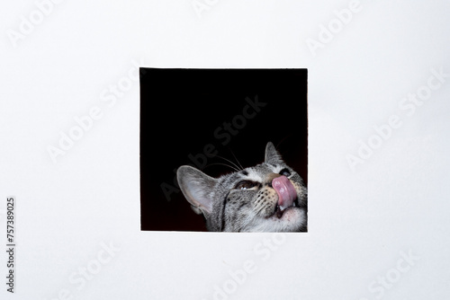 Cat peeling out looking at camera white background