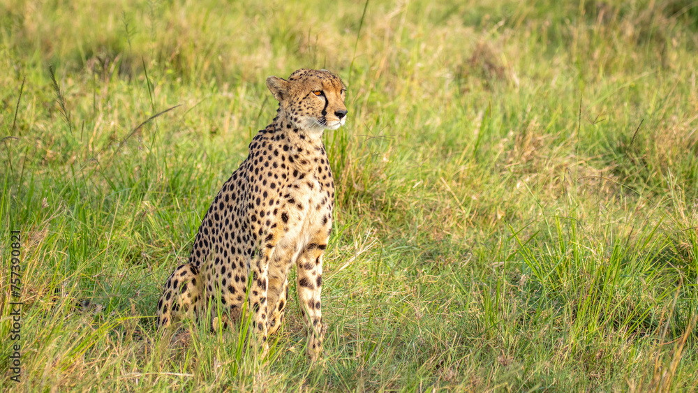 A female cheetah ( Acinonyx Jubatus) looking for prey, Olare Motorogi Conservancy, Kenya. A female cheetah ( Acinonyx Jubatus) looking for prey, Olare Motorogi Conservancy, Kenya.