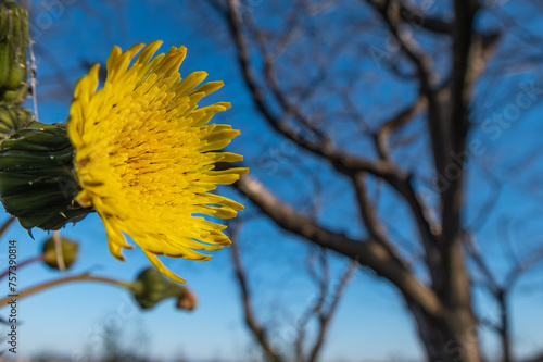 ノゲシの花のズームアップ　マクロ photo