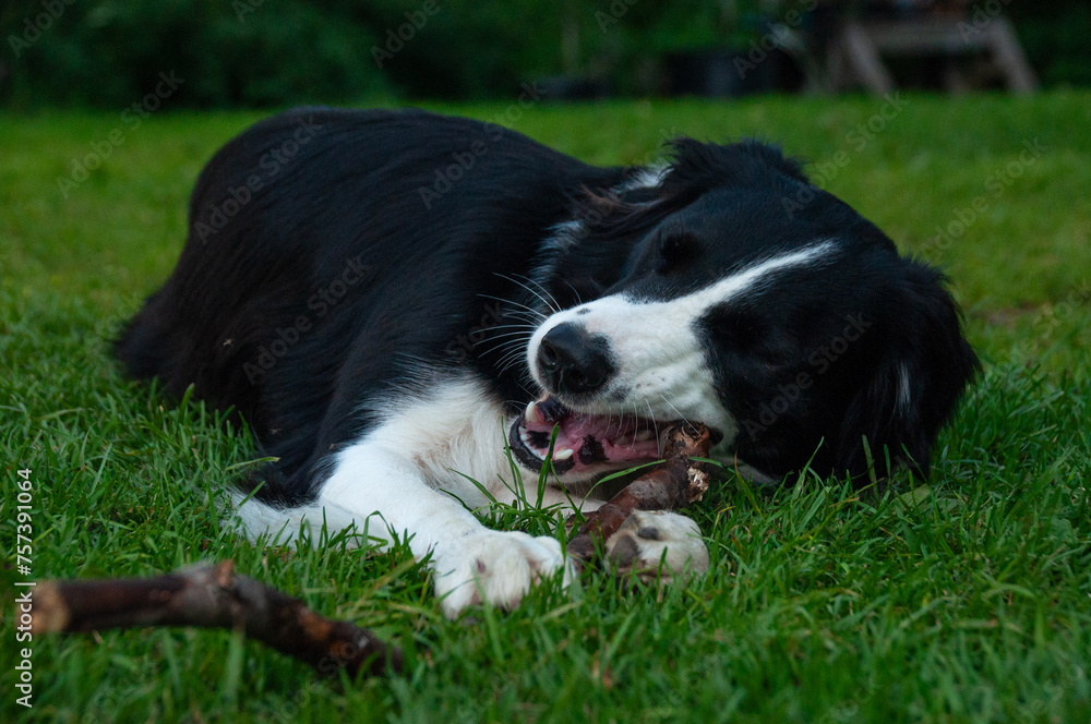 A Border Collie Mutt chewing on a stick on the grass in the summer A Border Collie Mutt chewing on a stick on the grass in the summer