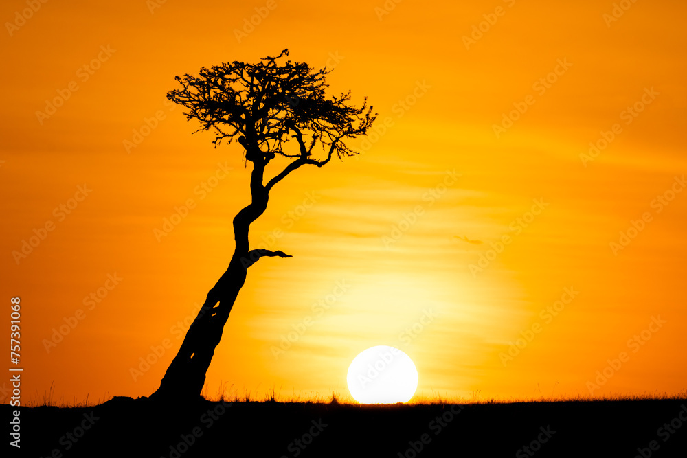 Beautiful tree in the golden light of the evening sun, Olare Motorogi Conservancy, Kenya.