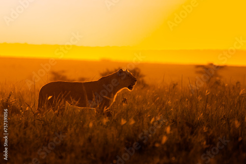 Photography Lioness ( Panthera Leo Leo) on a hunt in the golden light of the evening sun, Olare Motorogi Conservancy, Kenya