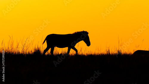 Plains zebra  equus quagga  equus burchelli  common zebra  enjoying the golden light of the evening sun  Olare Motorogi Conservancy  Kenya.