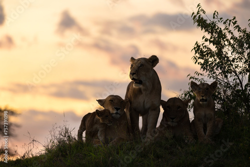Lion pride ( Panthera Leo Leo) at sunset, Olare Motorogi Conservancy, Kenya. photo