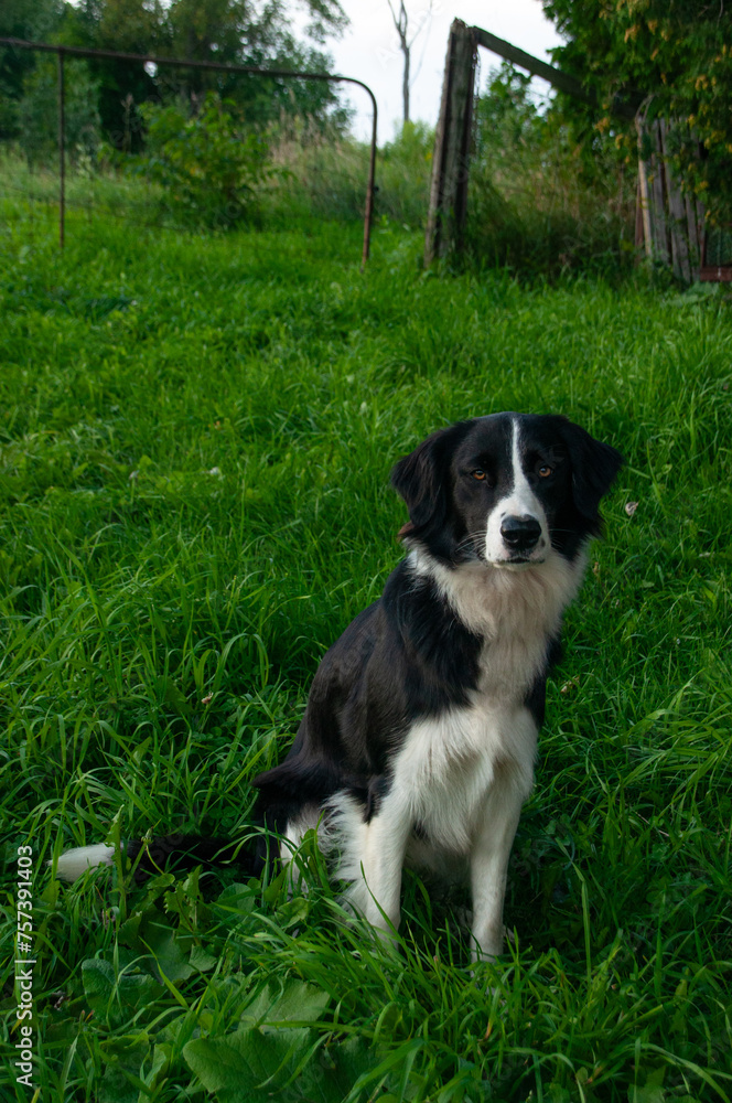 A Border Collie Mutt sitting on the grass by a farm gate