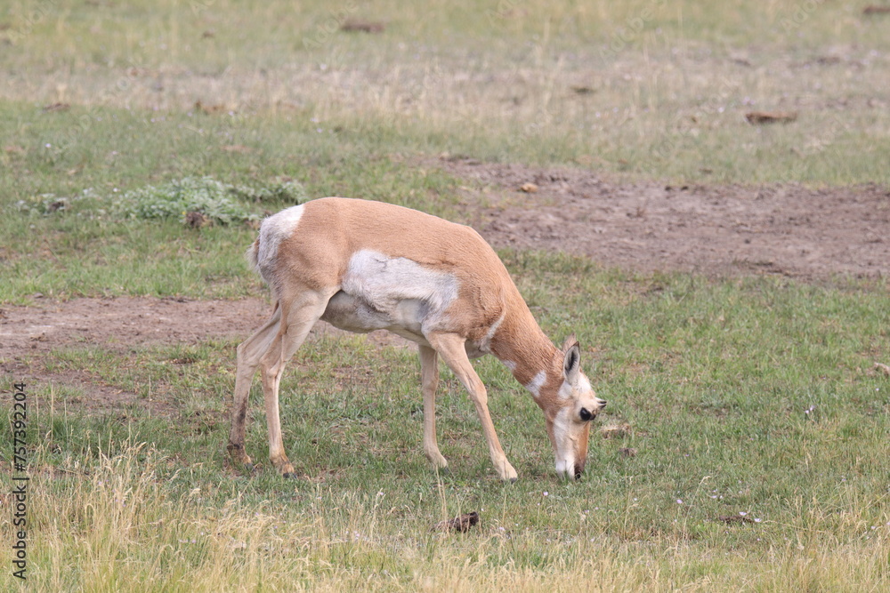 Two Grazing Pronghorns in Yellowstone. Two Grazing Pronghorns in Yellowstone.