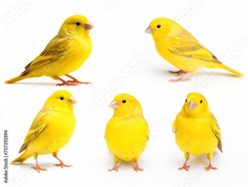 Canary collection set isolated on transparent background, transparency image, removed background © transparentfritz
