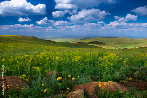 After the rains, drifts of yellow wildflowers cover the highveld grassland biome of the Suikerbosrand Nature Reserve. photo