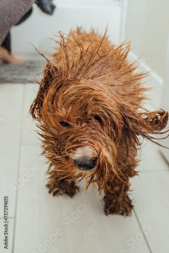 dog shaking off water