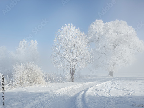 verschneite Bäume am Kochelsee, Tölzer Land, Oberbayern, Bayern, Deutschland © Rainer Mirau
