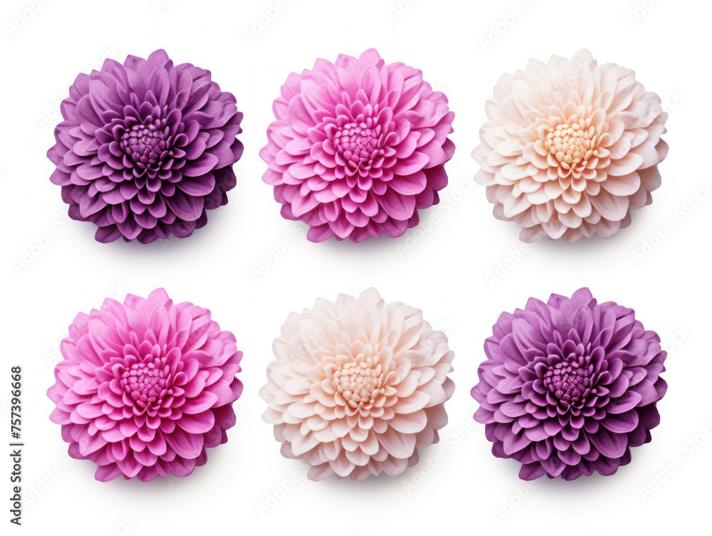chrysanthemum collection set isolated on transparent background, transparency image, removed background
