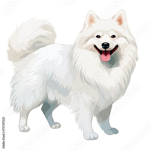 American Eskimo Dog Clipart isolated on white background