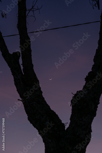 Silhouette of a tree and the crescent moon