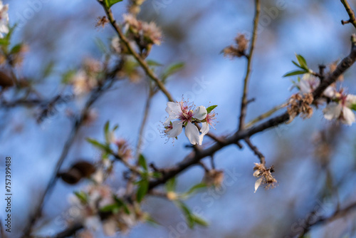 Almond tree blossom in spring, sakura