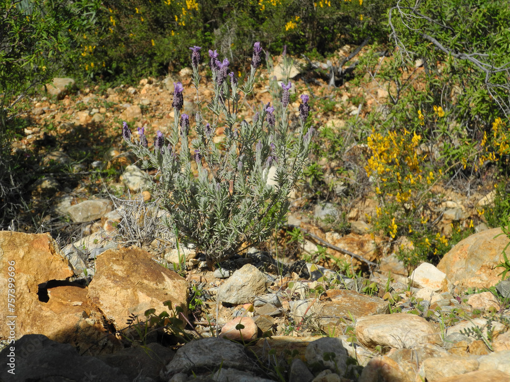 Obraz premium Natura