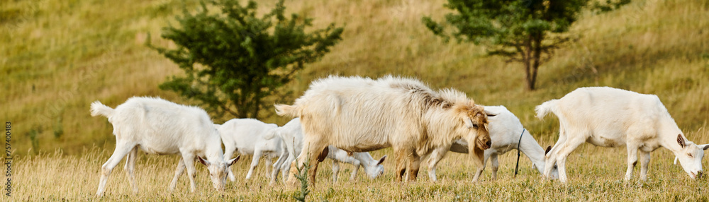 huge cattle of vivid cute goats grazing fresh weeds and grass while in green scenic field, banner huge cattle of vivid cute goats grazing fresh weeds and grass while in green scenic field, banner