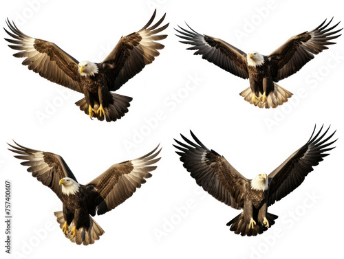 eagle collection set isolated on transparent background, transparency image, removed background © transparentfritz