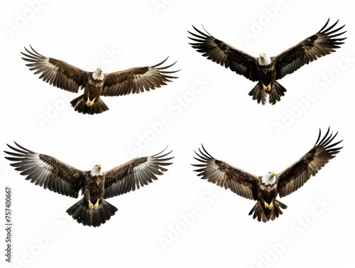 eagle collection set isolated on transparent background, transparency image, removed background