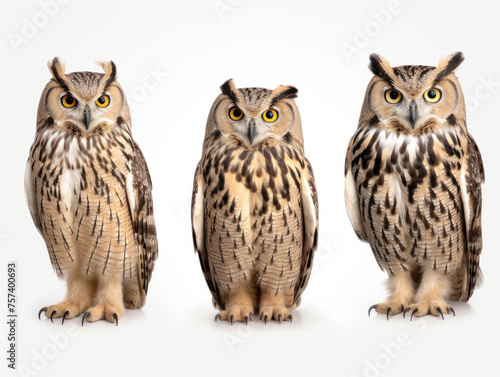 eagle owl collection set isolated on transparent background, transparency image, removed background