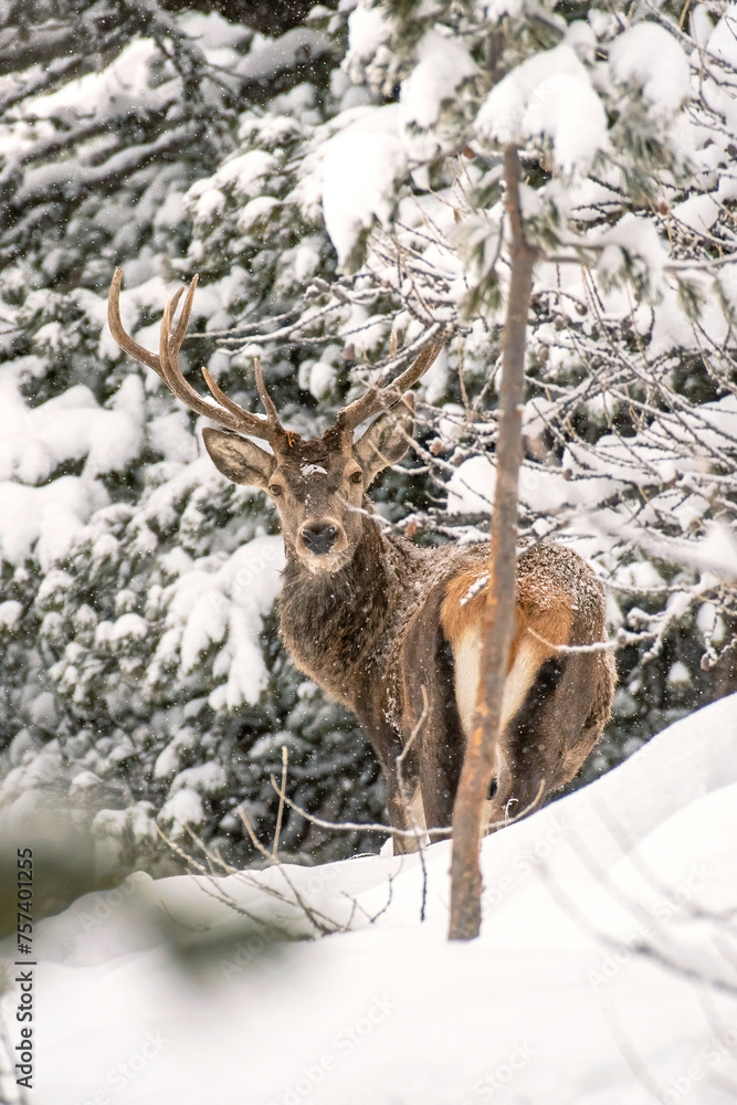 Imposing Red Deer stag (Cervus elaphus) standing in deep snow on snowy coniferous forest background while little snowflakes fall down, Winter wildlife scene. Alps Mountains, Italy. Buck in the wild.