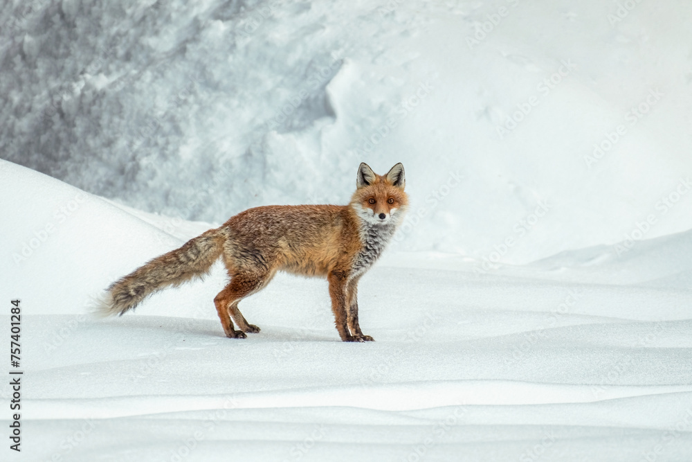 Wild red fox (Vulpes vulpes) standing on frozen snow on a cold and foggy winter day in the Italian Alps. Piedmont, Italy. Alps Mountains.