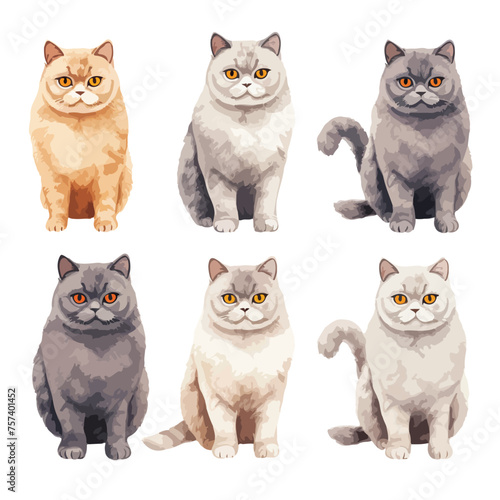 British Shorthair Cats Clipart isolated on white background 