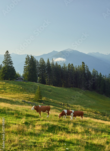 Kuh auf der Walderalm, Gnadenwald, Inntal, Tirol, Österreich