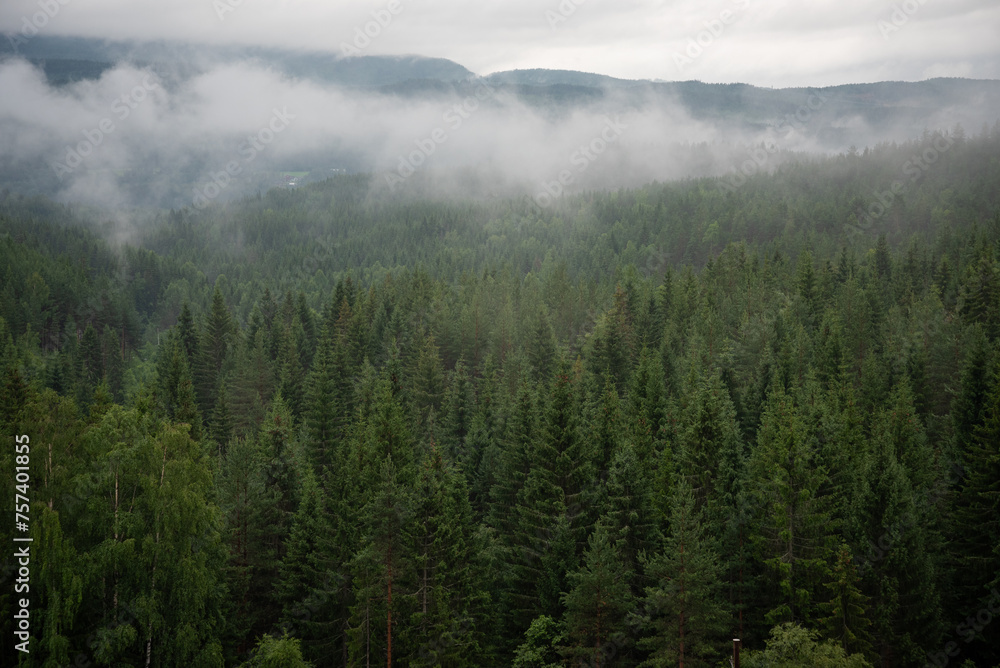 Landscape with green spruce forest in white fog where Norwegian mountains and fjords can be seen in the distance.