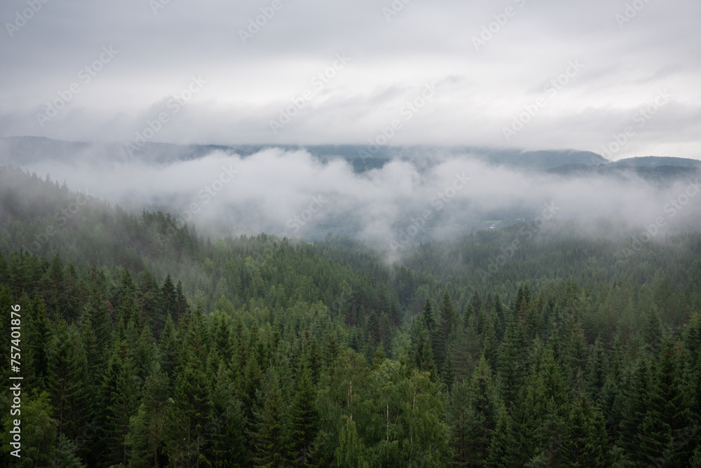 Landscape with green spruce forest in white fog where Norwegian mountains and fjords can be seen in the distance.