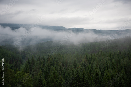 Landscape with green spruce forest in white fog where Norwegian mountains and fjords can be seen in the distance. © Emils