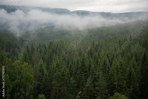 Landscape with green spruce forest in white fog where Norwegian mountains and fjords can be seen in the distance. © Emils