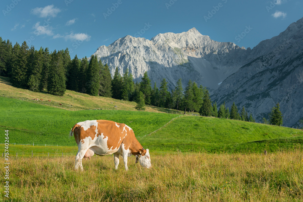 Kuh auf der Walderalm, Spritzkarspitze, Gnadenwald, Karwendel, Tirol, Österreich