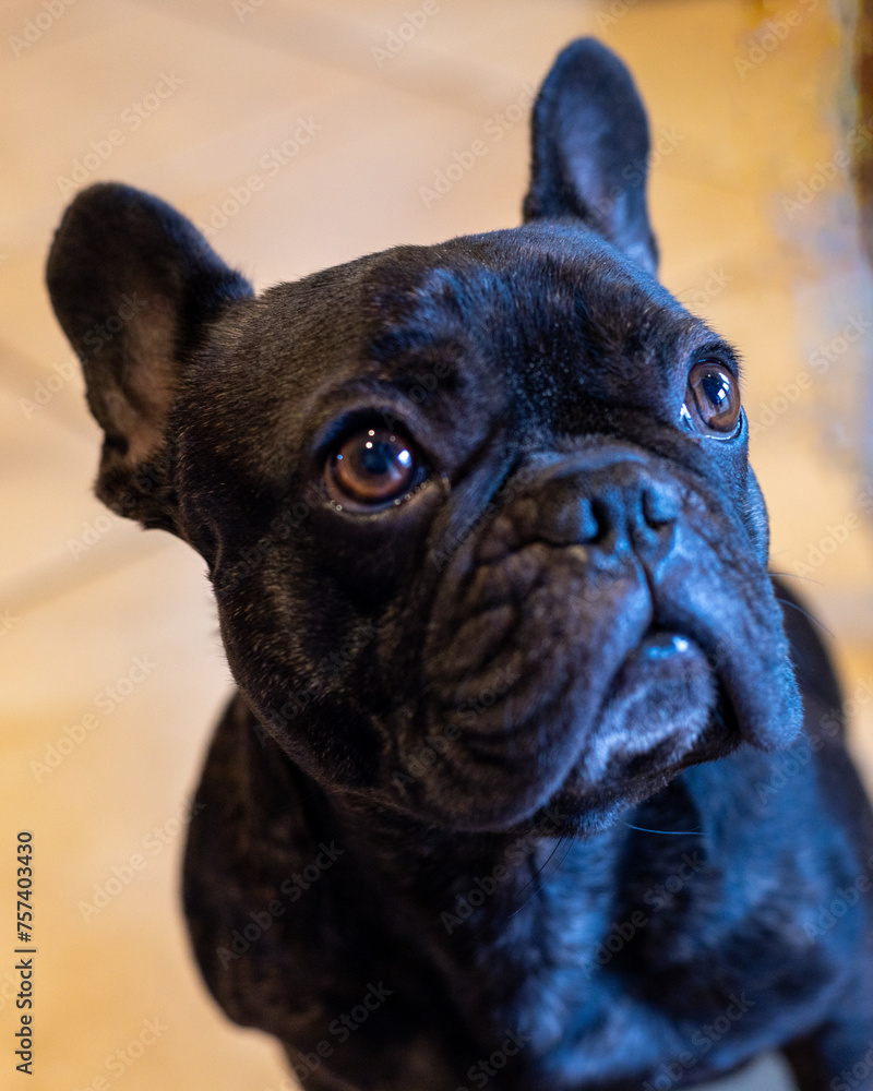 French Bulldog Portrait Questioning Look French Bulldog Portrait Questioning Look