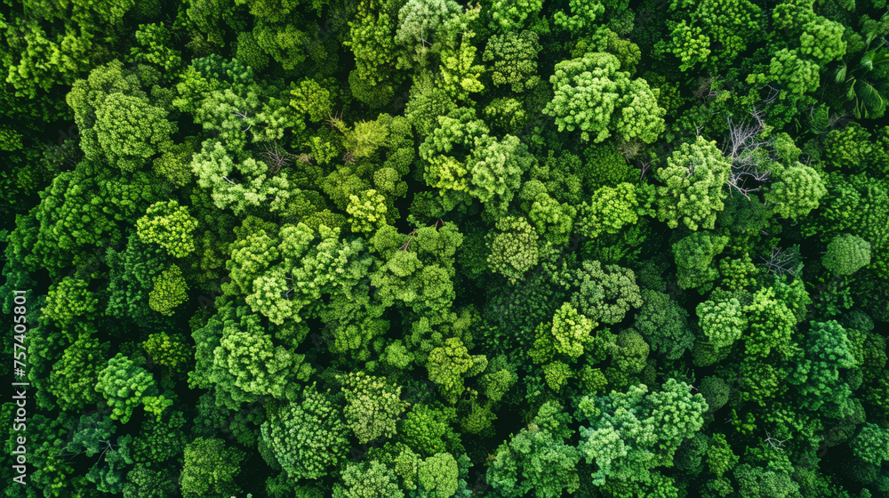 Aerial top view of green trees in forest. Drone view of dense green tree captures CO2. Green tree nature background