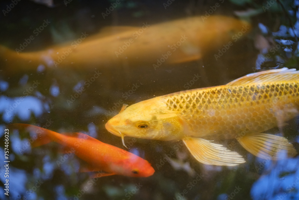 Photo of a beautiful koi fish in a pond Photo of a beautiful koi fish in a pond