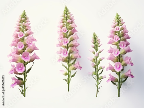 foxglove collection set isolated on transparent background  transparency image  removed background