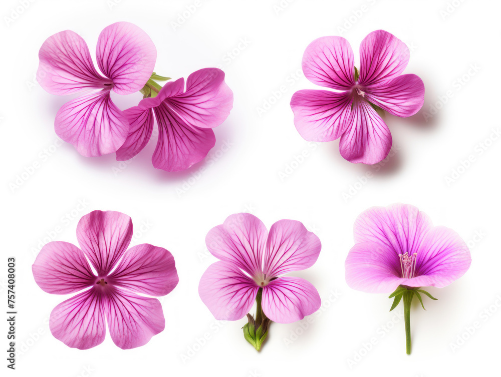 geranium collection set isolated on transparent background, transparency image, removed background