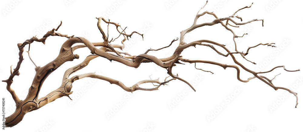 Dry twisted jungle branch isolated on transparent background