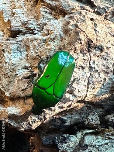 A metalic green beetle slimbing on wood. photo