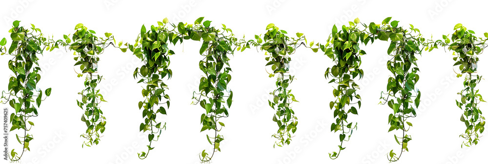 Obraz premium set of tropical creeper plants in a row on transparent background