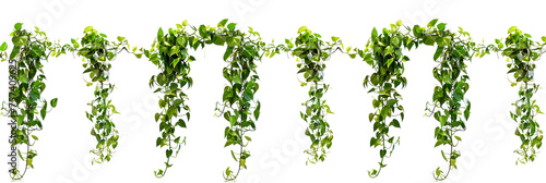 set of tropical creeper plants in a row on transparent background