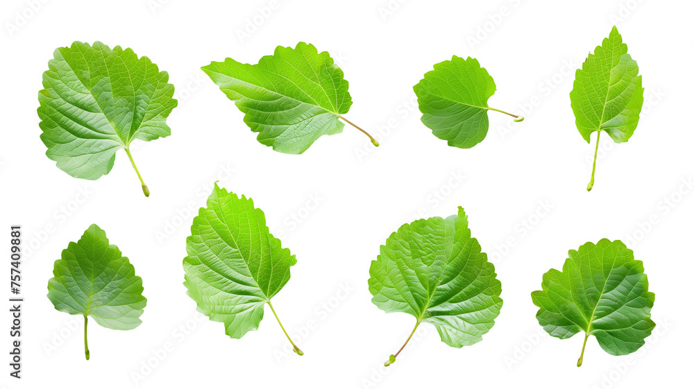 Set of fresh green leaves isolated on transparent background - obrazy, fototapety, plakaty 