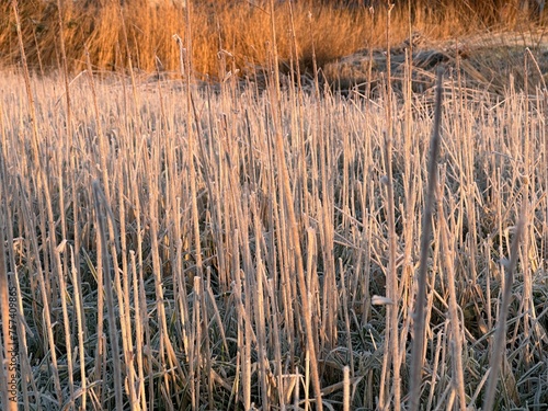 Reed covered with hoarfrost on a pond