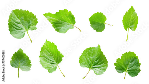 Set of fresh green leaves isolated on transparent background photo