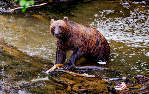 Alaska Brown Bear and Cub
 photo