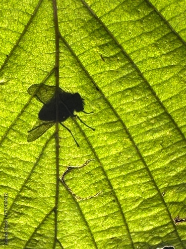 Macro photography of a fly on a green leaf of a terrestrial plant