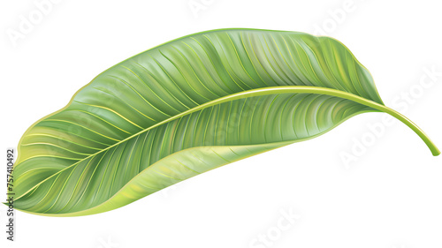 illustration of a tropical leaf  isolated on transparent background