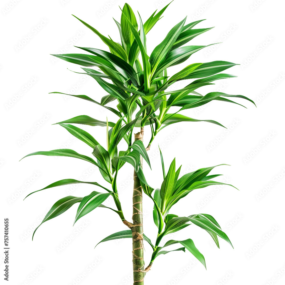 Dracaena, transparent background, isolated image, generative AI