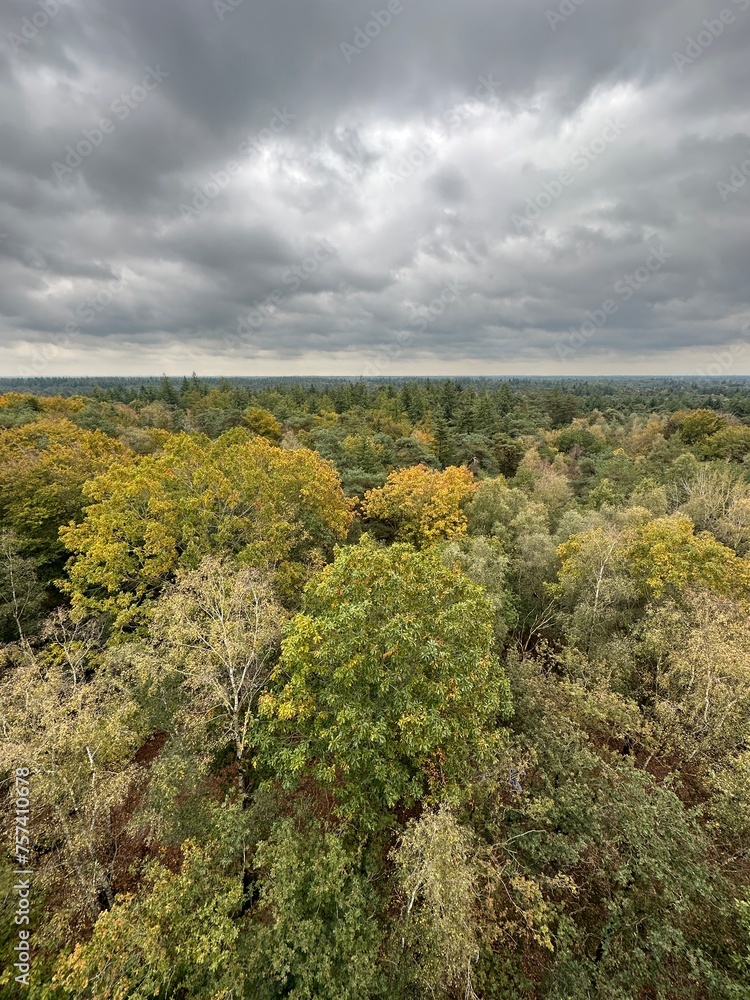 Nature and landscape: Aerial view of a forest in autumn colors.