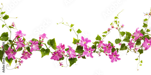 Fototapeta Naklejka Na Ścianę i Meble -  creeper with spring season flowers, isolated on transparent background